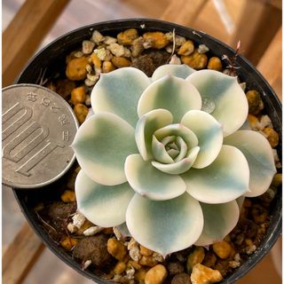 セッコク 長生蘭 流木付けの通販 by kippon's shop｜ラクマ