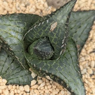 ビカクシダ willinckii Golden Boy sporeling 金童の通販 by ビカビカ