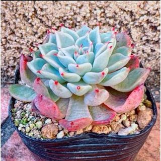 塊根 ユーフォルビア 薔薇大戟 3cm 1株の通販 by 愛多肉-(AI-TANIKU