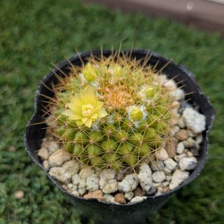 希少 バオバブ 苗 アダンソニア グランディディエリ 絶滅危惧種の通販