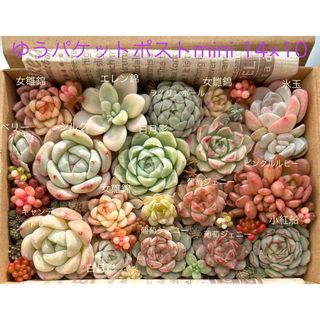 アエオニウム 魅金ローズ 多肉植物の通販 by momo's shop｜ラクマ