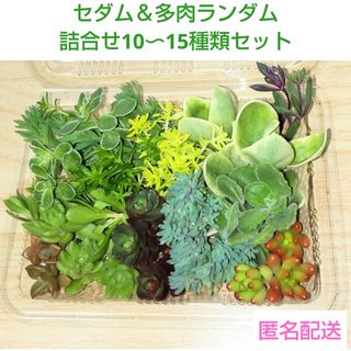 2025福袋 多肉植物の通販 by たにゆ's shop｜ラクマ