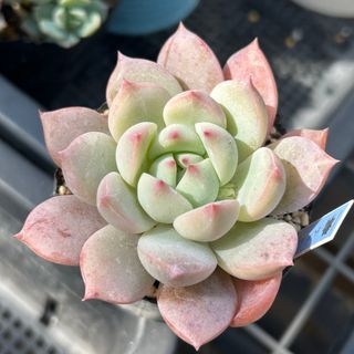 多肉植物 夕焼けの舞 3苗セットの通販 by RAHAMOUTO｜ラクマ