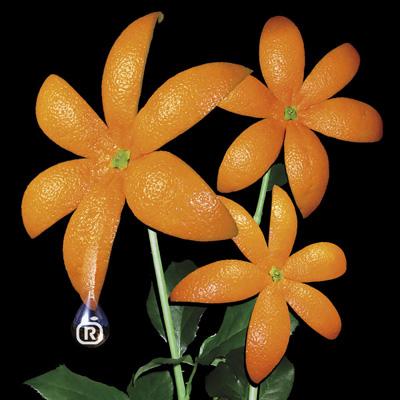 花 : ORANGE RANGE | HMV&BOOKS online - SRCL-5837