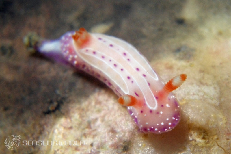 今川郁によるイチゴミルクウミウシの観察記録 | 世界のウミウシ