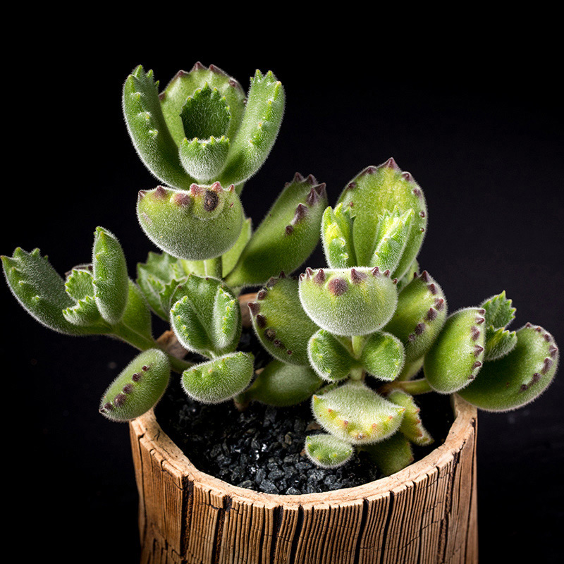 コチレドン熊童子錦の基本情報・育て方｜多肉植物・サボテン図鑑