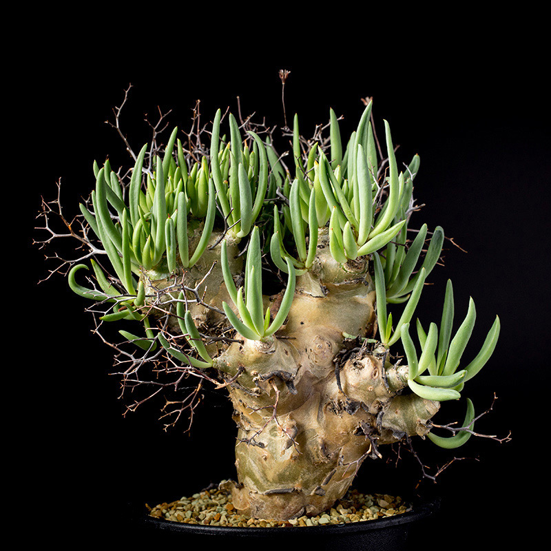 チレコドン万物想の基本情報・育て方｜多肉植物・サボテン図鑑