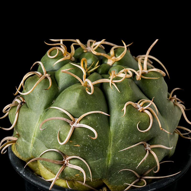 ギムノカリキウム'海王丸'の基本情報・育て方｜多肉植物・サボテン図鑑