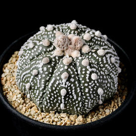 サボテンの一覧（種類）｜多肉植物・サボテン図鑑｜みんなの趣味の園芸