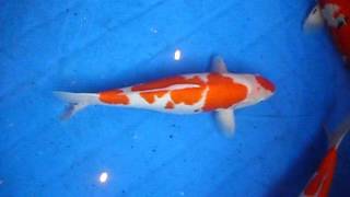 小千谷市 錦鯉の里-つちかわれた伝統と地場産業を明日へ伝える総合産業