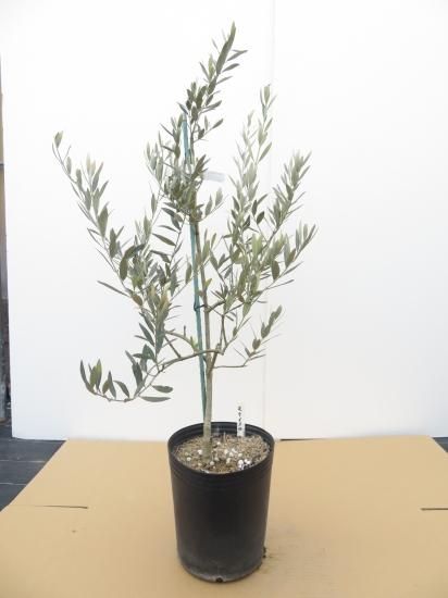 Moraiolo モライオロ／8号樹形おまかせ／MR-8-001｜オリーブ苗木