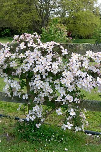 クレマチス専門ナーセリー 及川フラグリーン モンタナ エリザベス