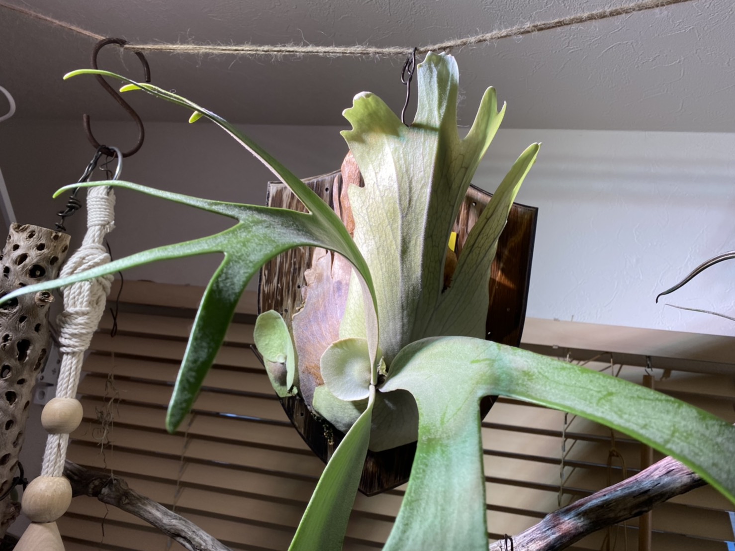 美しのワイルド種。P.willinckii cv.ionicの約1年後。