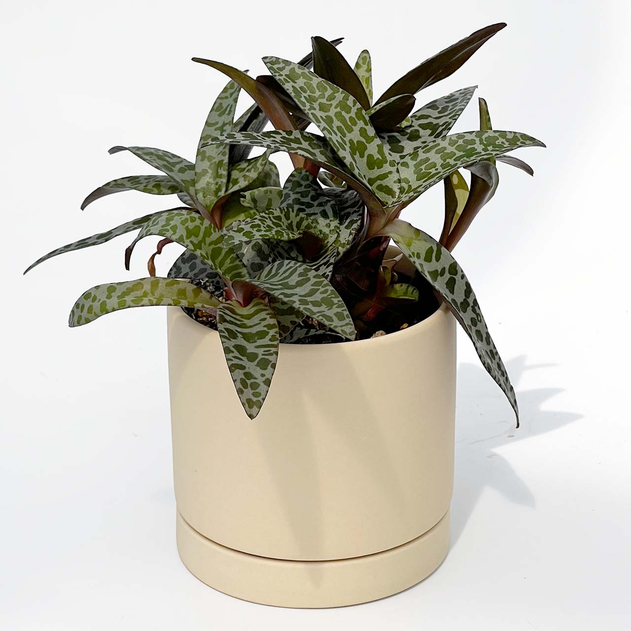 シラー ビオラセア 豹紋 レデボウリア ソシアリス – inakougei