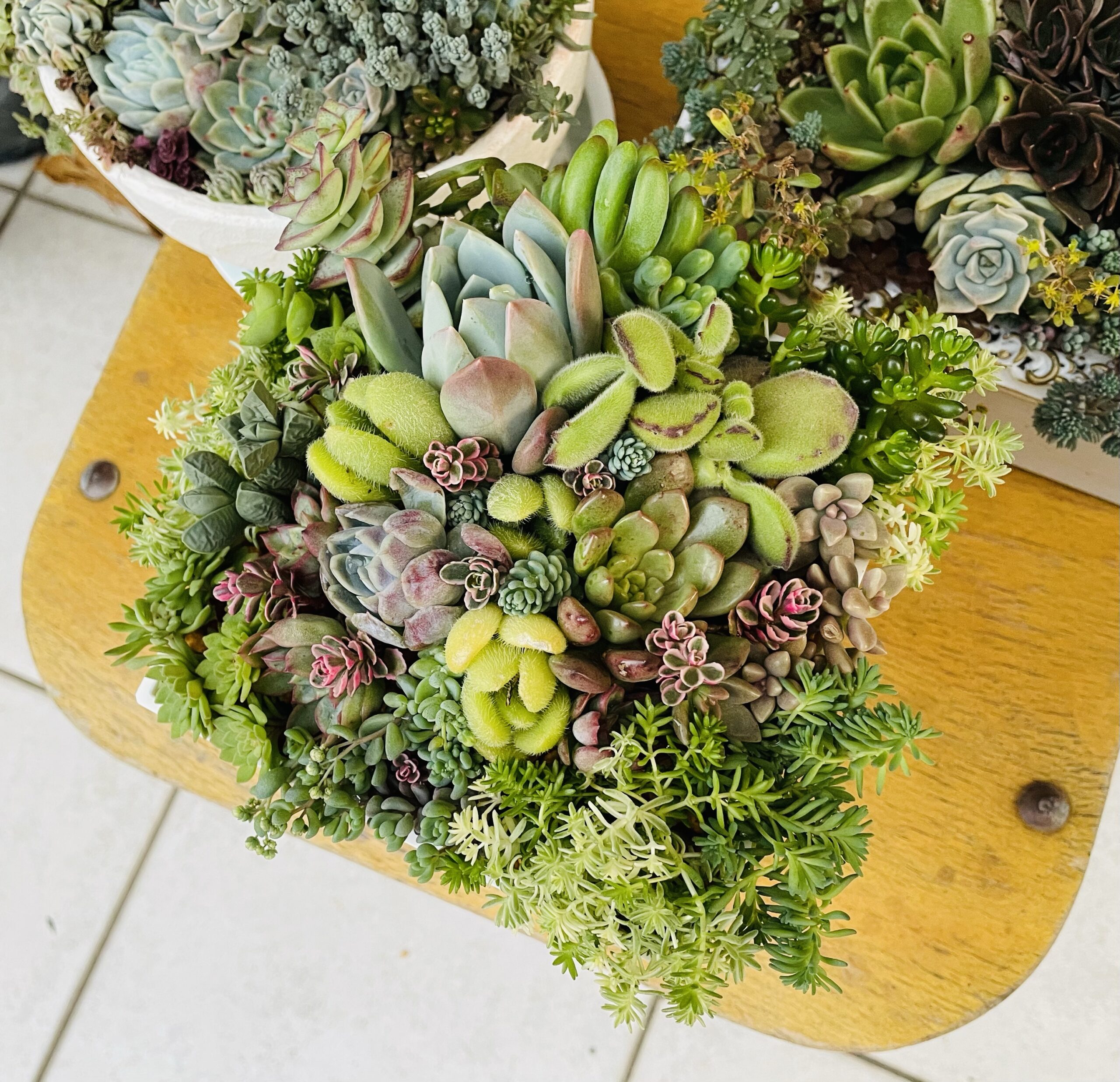 これまでに作った寄せ植えの紹介 酷暑で傷んだ寄せ植え 多肉棚DIY