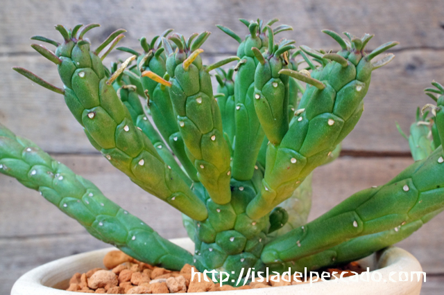 isla del pescado - Euphorbia muirii-蛇形竜