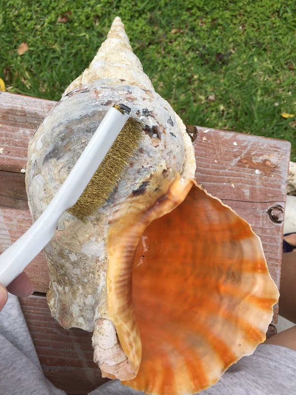 巨大な法螺貝（ホラ貝）の研磨と激臭との奮闘記 | 石垣・遊び