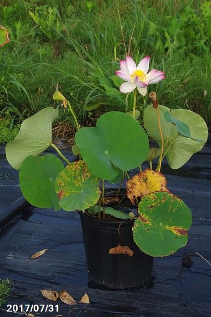 水生植物・花ハス・花蓮の育て方、失敗しないやり方 | 石田精華園