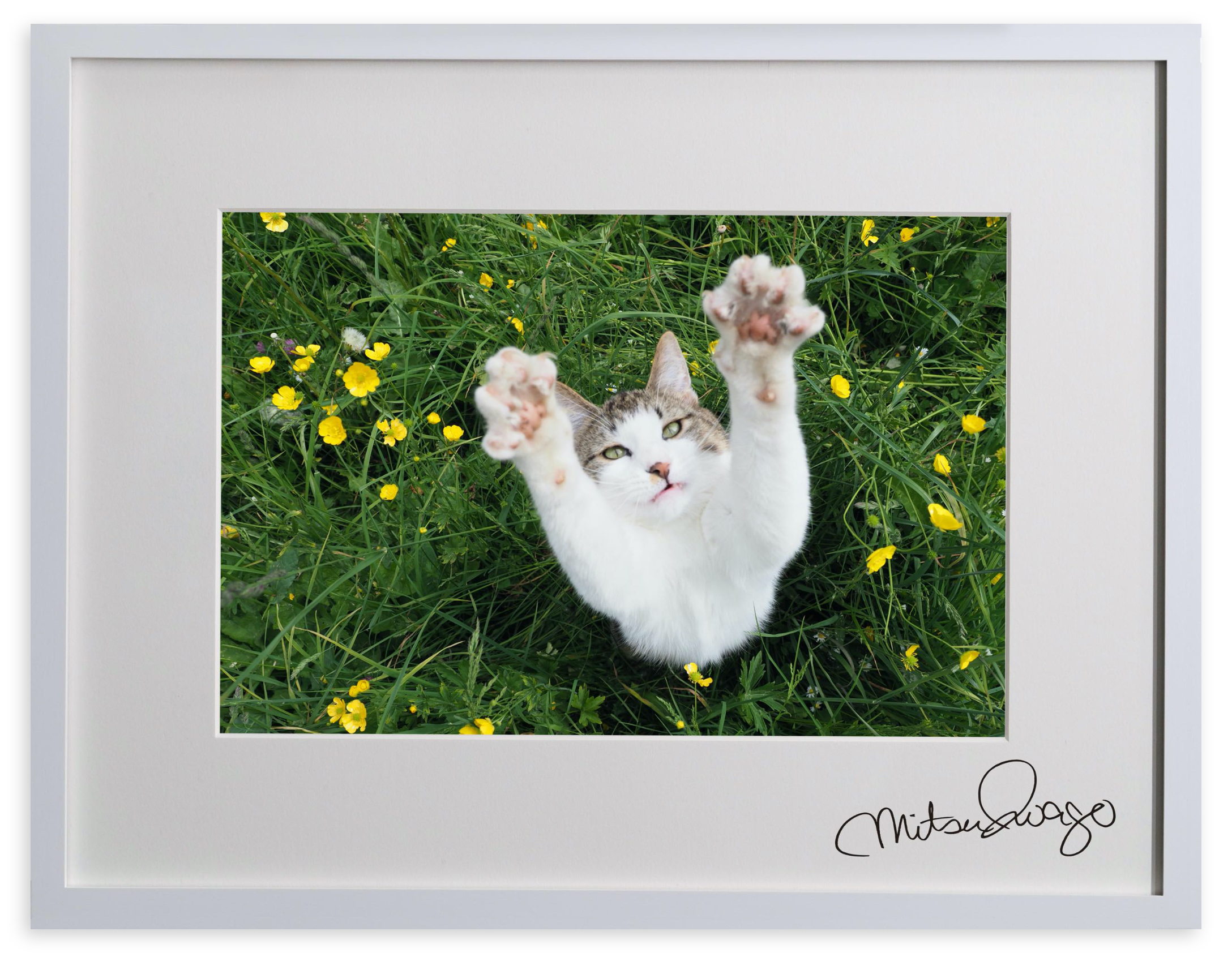 動物写真家 岩合光昭 オフィシャルサイト | オリジナルプリント