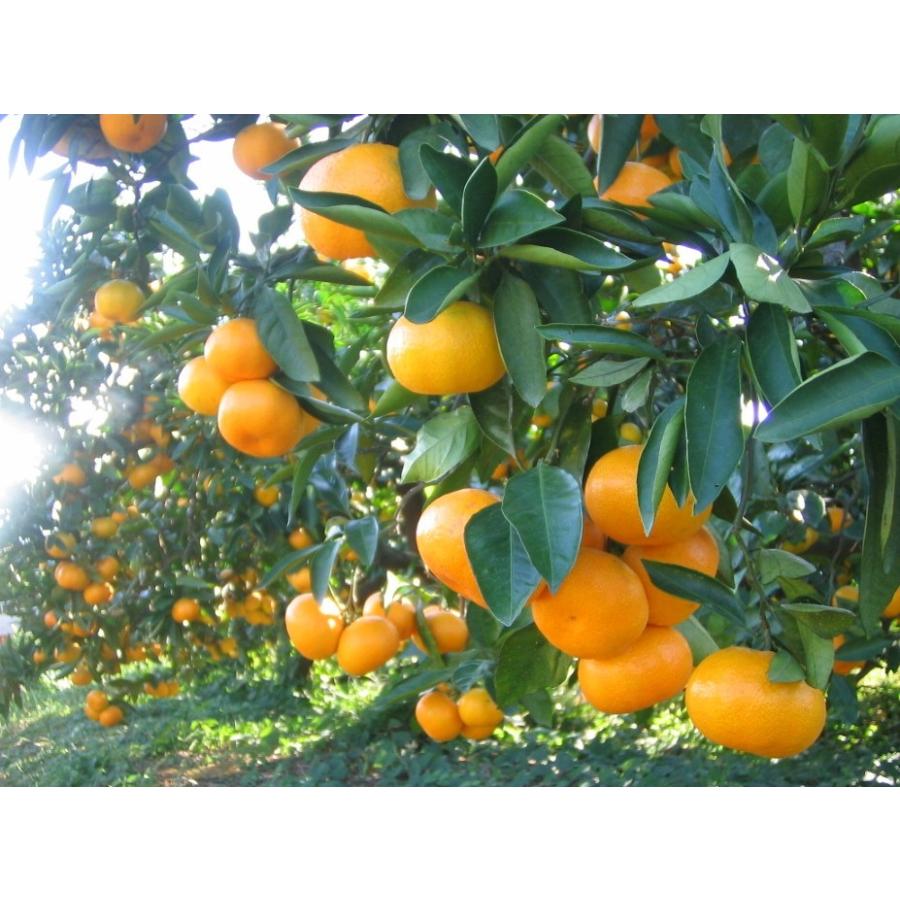 樹上で完熟 旬のみかん 完熟みかん7kg S~Lミックス みかん園からお