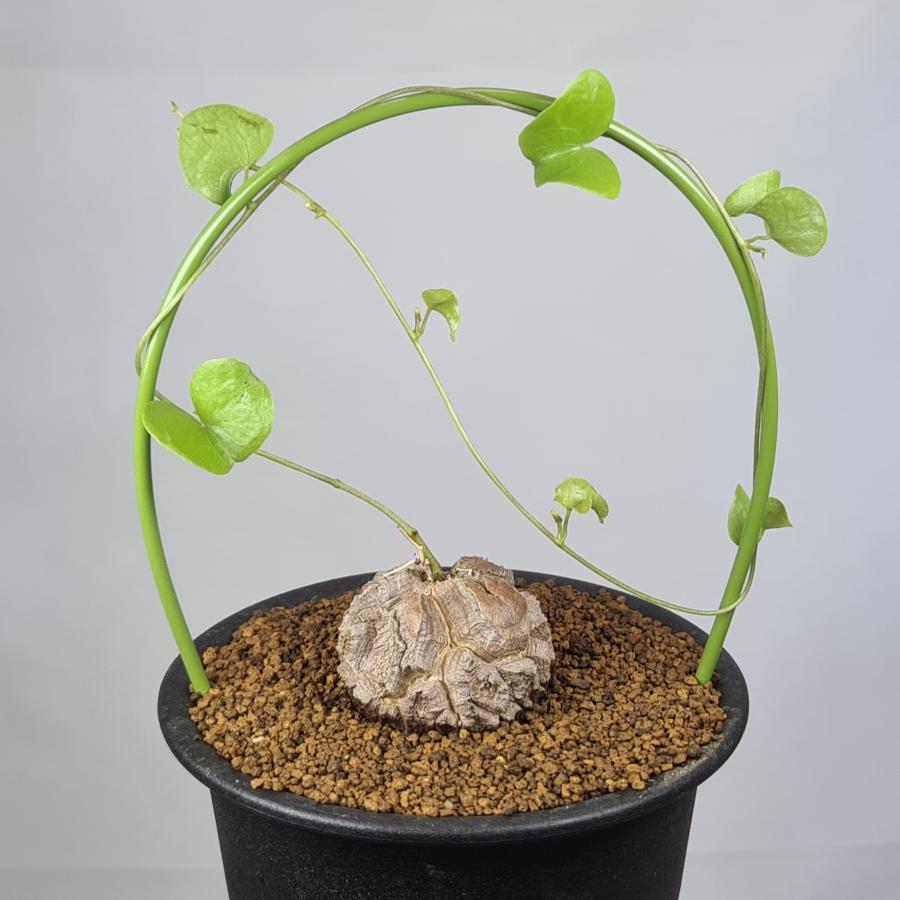 ディオスコレア・エレファンティペス 亀甲竜 9cm鉢 : カクタス長田