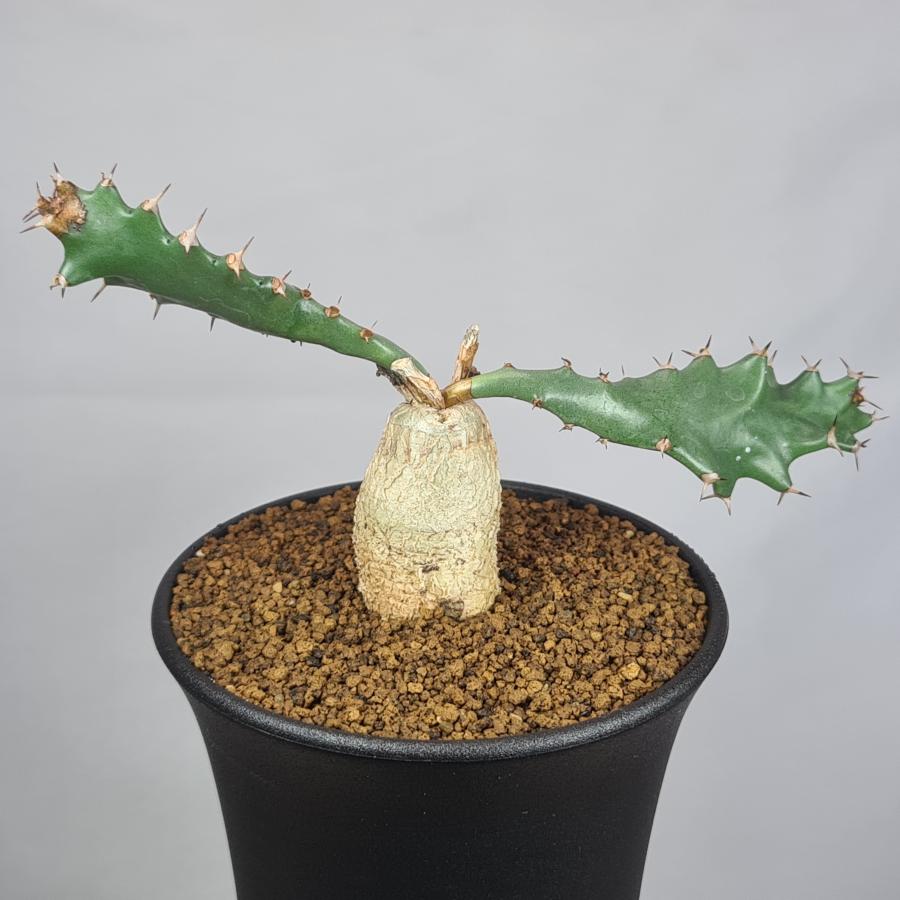 ユーフォルビア・スクアローサ 奇怪ヶ島 9cm鉢 : カクタス長田 Yahoo