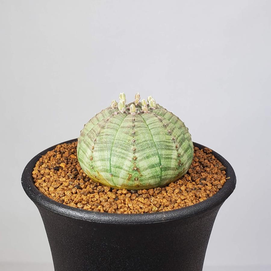 ユーフォルビア・オベサ 7.5cm鉢 : カクタス長田 Yahoo!ショッピング店