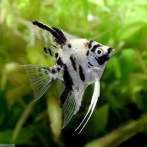 エンゼルフィッシュの飼育方法・用品の選び方 | チャーム