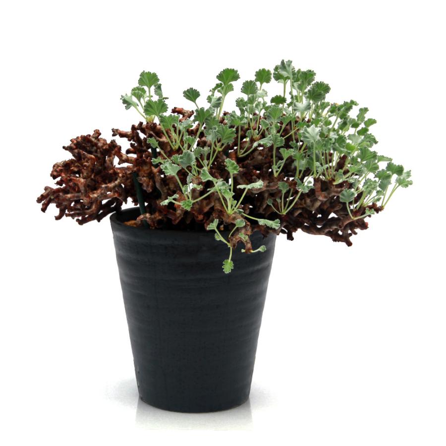 多肉植物）一点物 ペラルゴニウム ミラビレ 未発根 現地株 枯れ枝あり