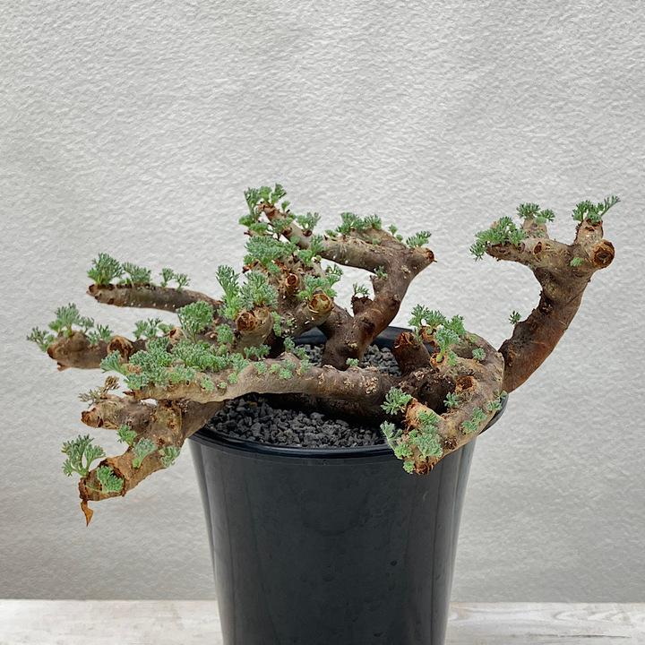 チャーム（charm） （多肉植物）一点物 モンソニア ムルチフィダ 現地