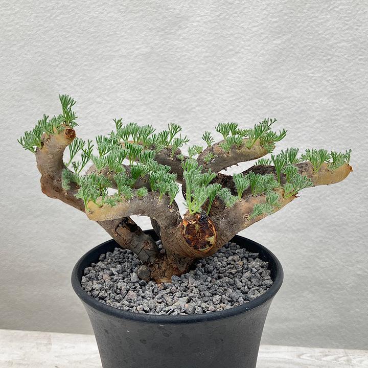 チャーム（charm） （多肉植物）一点物 モンソニア ムルチフィダ 現地