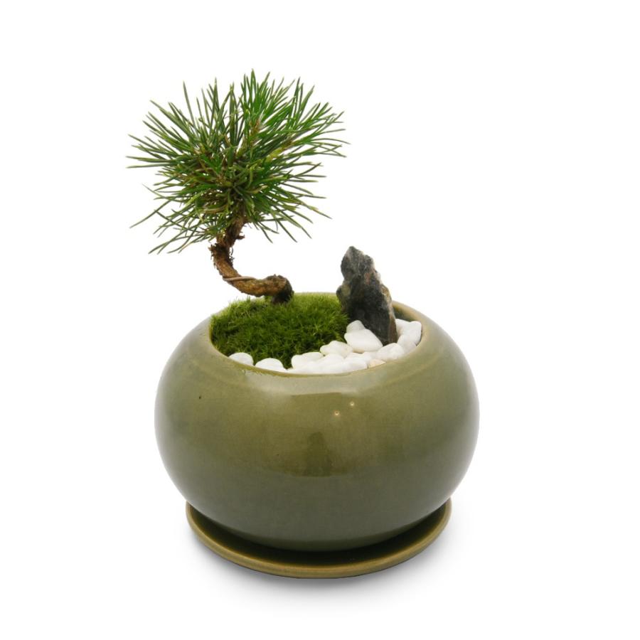 チャーム（charm） （山野草）苔盆栽 クロマツ（黒松） アステア