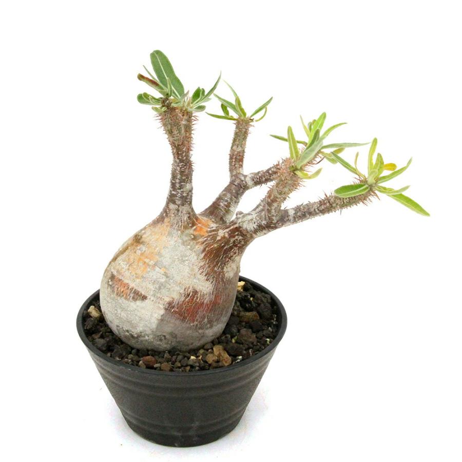 多肉植物）一点物 パキポディウム グラキリス 現地株 発根確認済み 5