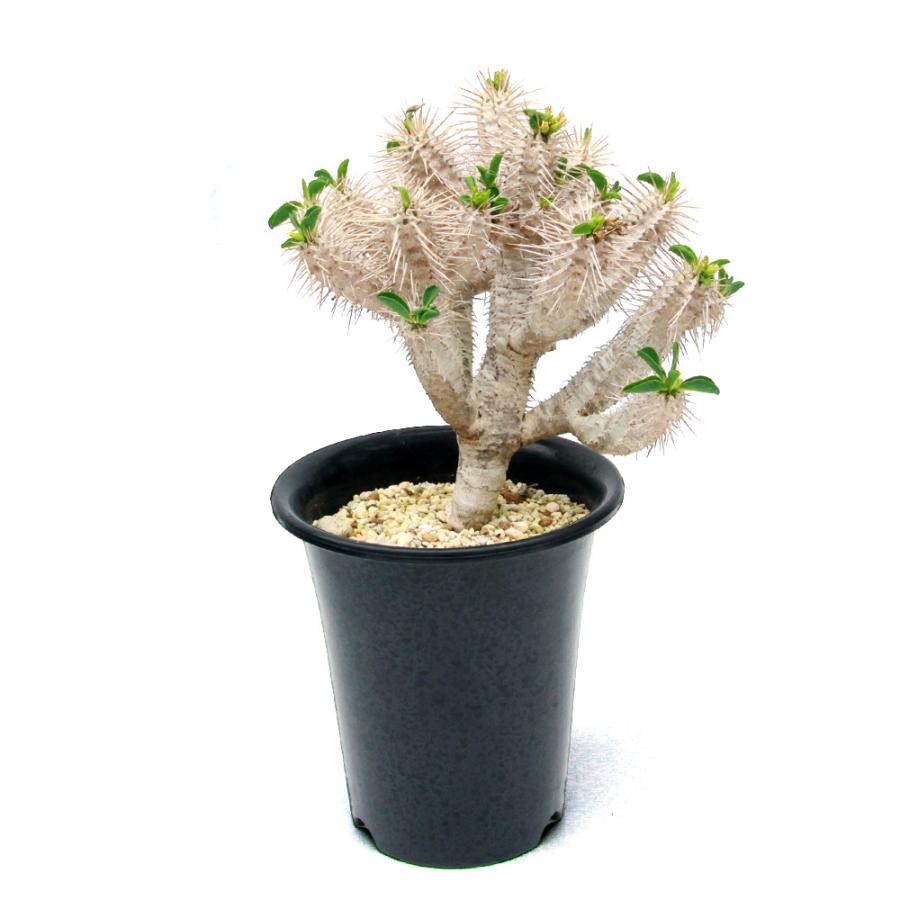 多肉植物）一点物 ユーフォルビア ギラウミニアナ 実生 5号（1鉢