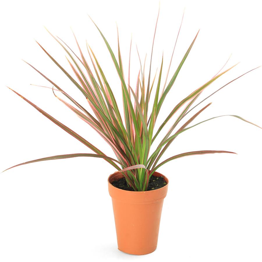 観葉植物）ドラセナ コンシンネ レインボー 2号ロング（1鉢） 受け皿