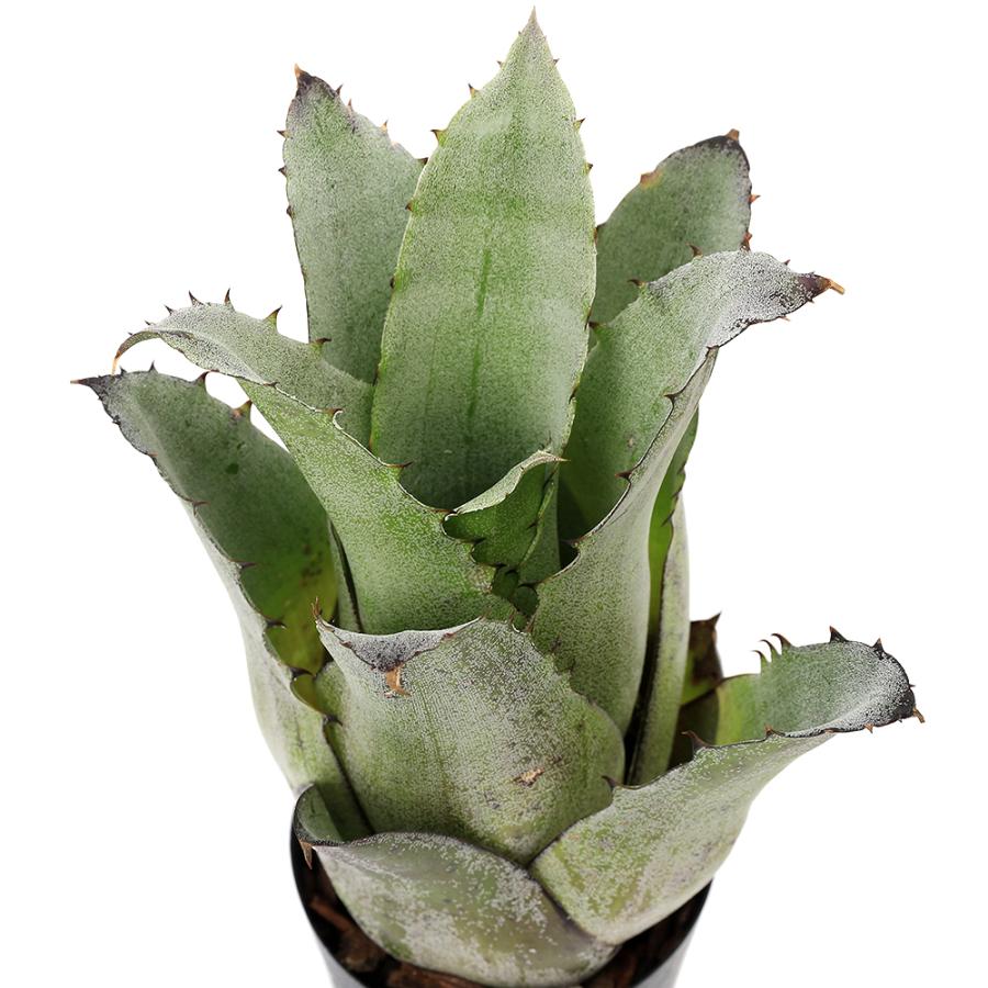 観葉植物）一点物 ホヘンベルギア レオポルドホルスティ 3号（1株