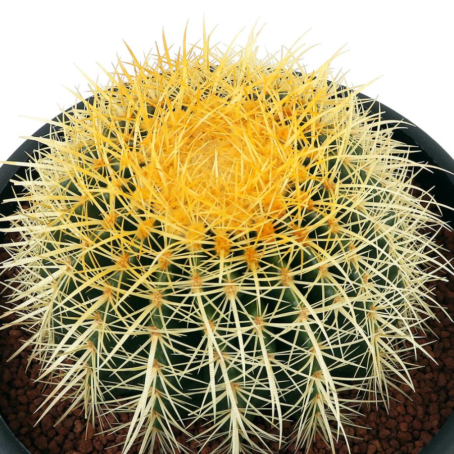 チャーム（charm） （多肉植物）サボテン エキノカクタス 金鯱