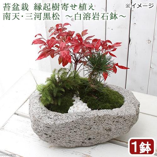 チャーム（charm） （盆栽）苔盆栽 縁起樹とヒノキゴケ寄せ植え 南天