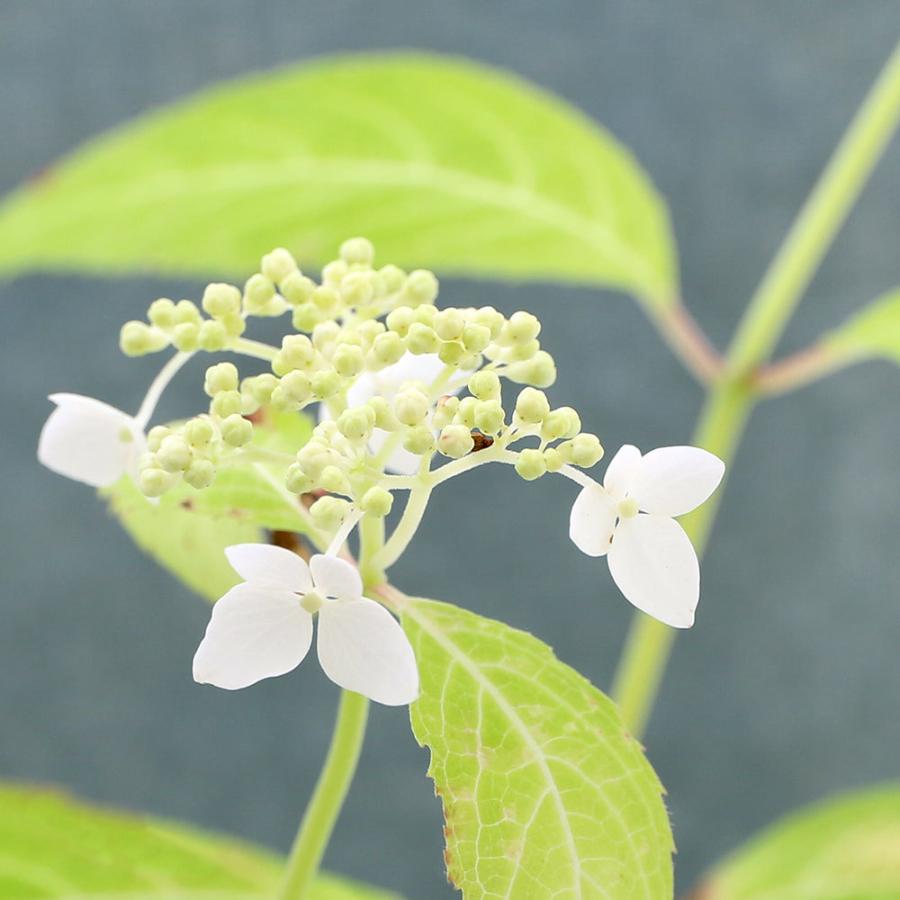 チャーム（charm） （山野草）盆栽 ヤマアジサイ 天城甘茶（アマギ