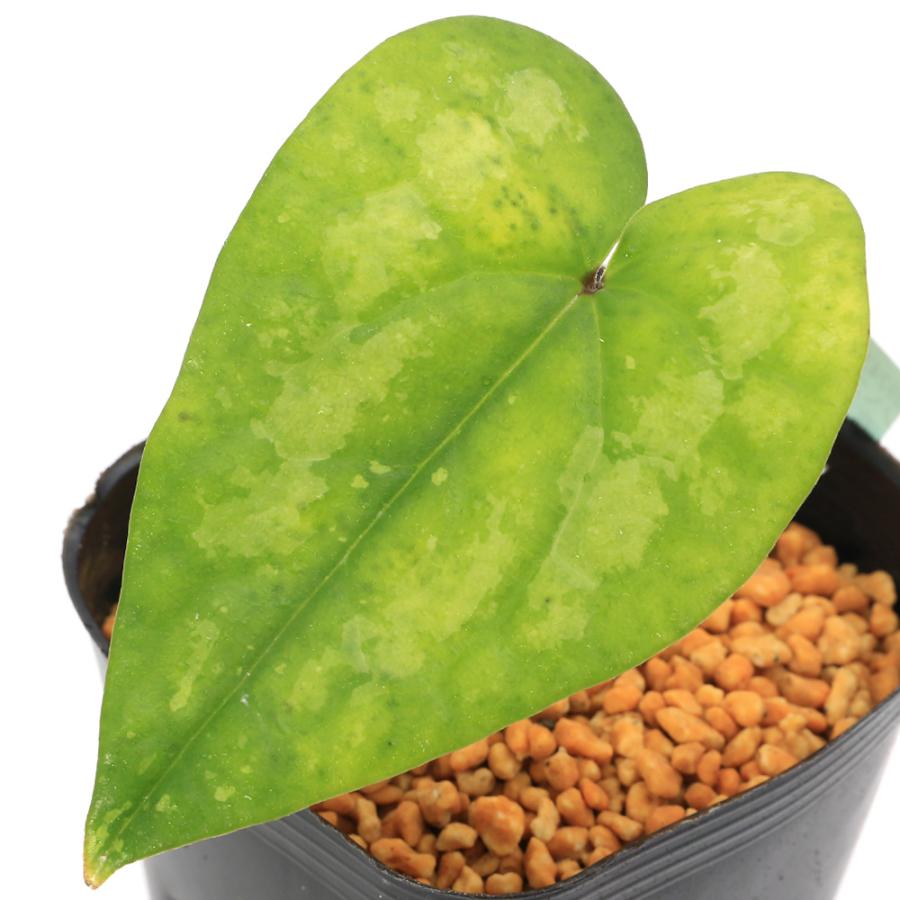 山野草）カンアオイ（寒葵）ヤエヤマカンアオイ（八重山寒葵） 台湾産