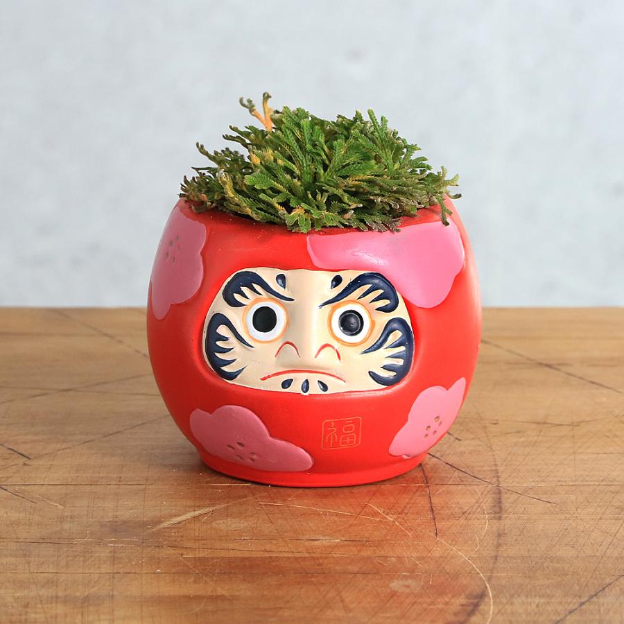 山野草）苔盆栽 イワヒバ だるまポット 鉢色おまかせ（1鉢