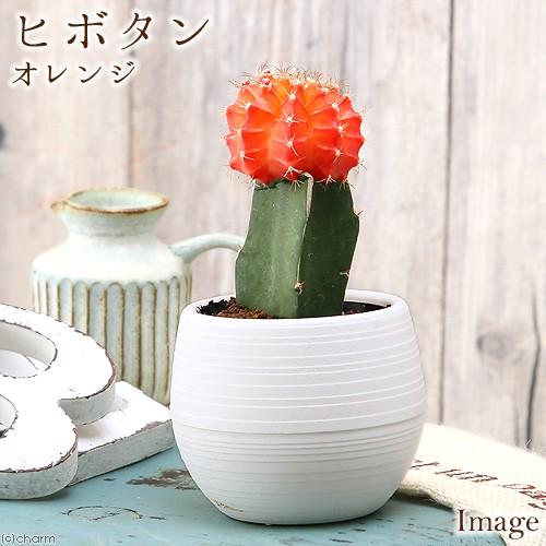 チャーム（charm） （多肉植物）サボテン ヒボタン（緋牡丹） オレンジ