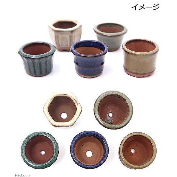 チャーム（charm） 盆栽鉢 形状お任せ 山野草豆鉢 山野草 植木鉢