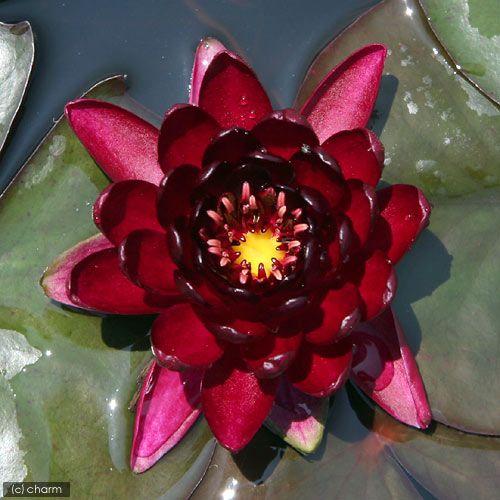 チャーム（charm） （ビオトープ）睡蓮 温帯性睡蓮（スイレン）（赤