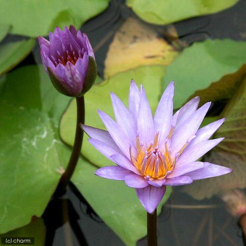 チャーム（charm） （ビオトープ）睡蓮 熱帯性睡蓮（スイレン）（青紫