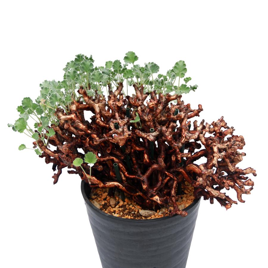 多肉植物）一点物 ペラルゴニウム ミラビレ 未発根 現地株 枯れ枝あり