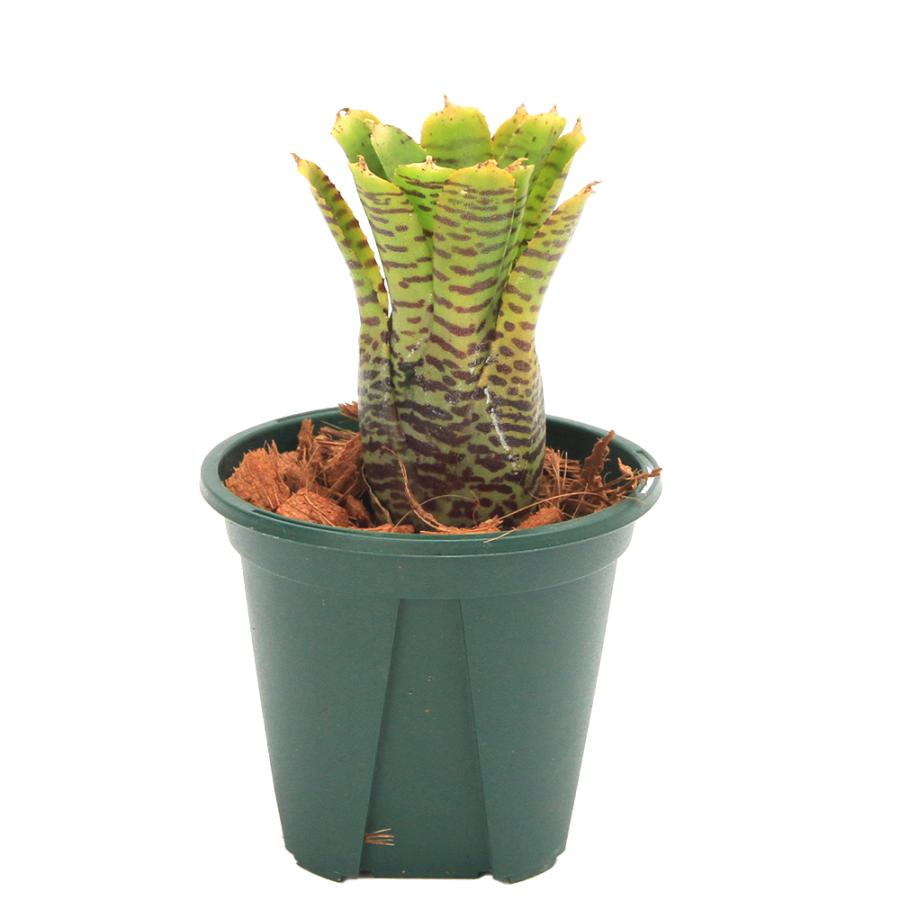 チャーム（charm） （観葉植物）ネオレゲリア プンクタティッシマ