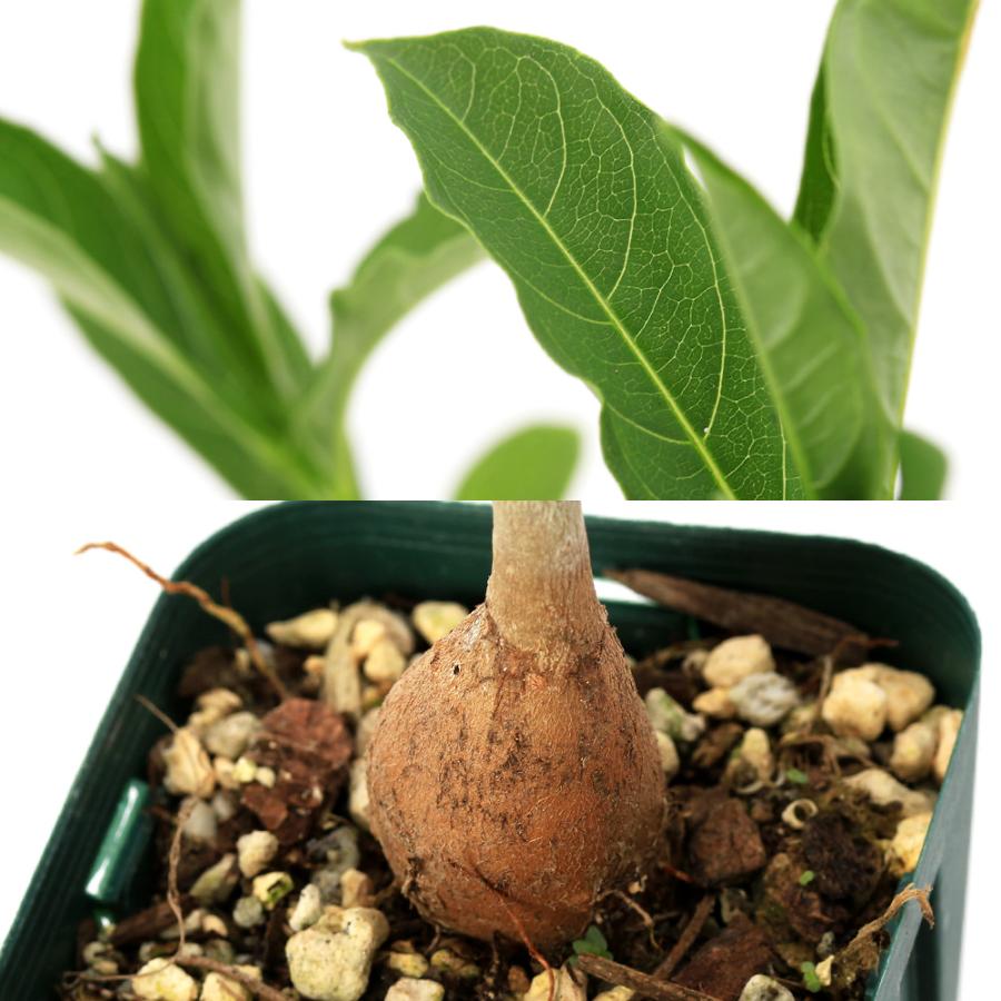 チャーム（charm） （多肉植物）バオバブの木 アダンソニア