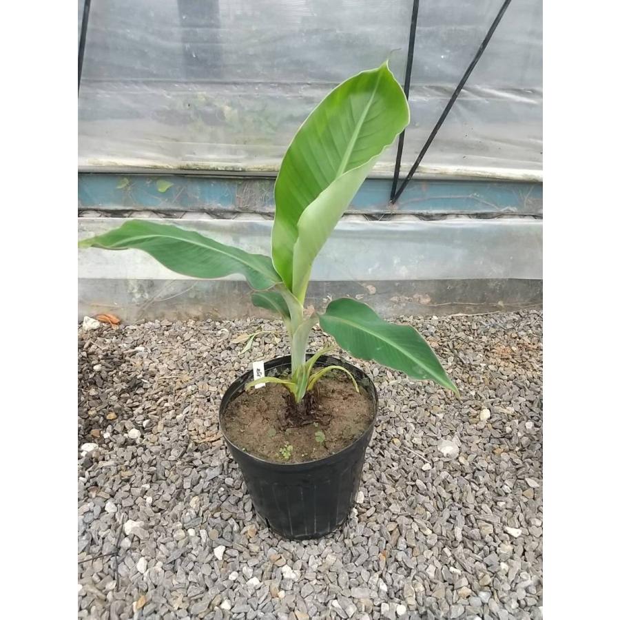島バナナ苗 （小笠原種） バナナ苗木 : ちたフルーツビレッジ - 通販