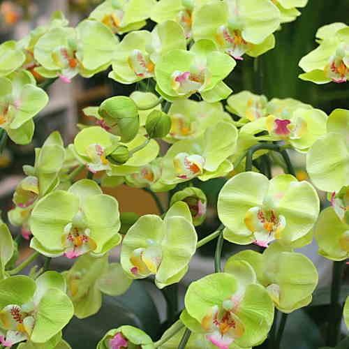 胡蝶蘭 ミディ系 緑色（グリーン）5本立て 光触媒加工（造花）Sサイズ